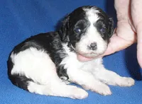 Snoopy, a male Shihpoo for sale in Butler, OH – 2 of 7