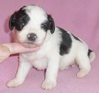 Roxie, a female Schnoodle for sale in Butler, OH – 2 of 6