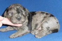 Patches, a female Yorkipoo for sale in Butler, OH – Photo 3 of 5