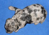 Patches, a female Yorkipoo for sale in Butler, OH – Photo 4 of 5