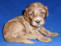 Reggie, a male Cockapoo for sale in Butler, OH – 2 of 9