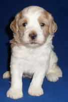 Benji, a male Shihpoo for sale in Butler, OH – 3 of 8