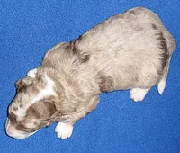 Patches, a male Yorkipoo for sale in Butler, OH – 4 of 4