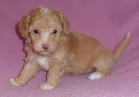 Lilly, a female Poodle - Miniature  for sale in Butler, OH – 5 of 6