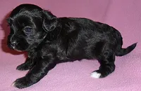 Cinders, a female Shihpoo for sale in Butler, OH – 8 of 8