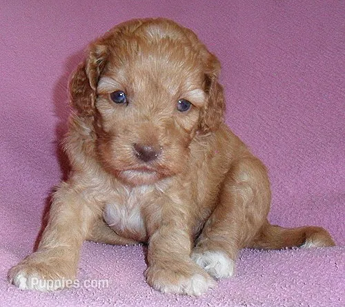 Sophie – Cockapoo puppy for sale in Butler, OH
