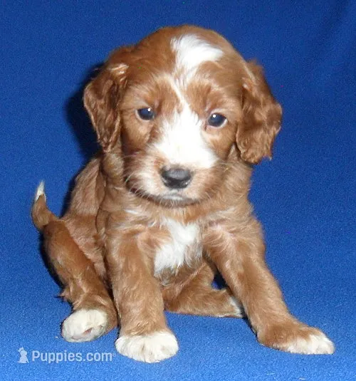 Frankie – Cockapoo puppy for sale in Butler, OH