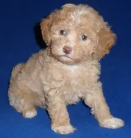 Baxter, a male Shihpoo for sale in Butler, OH – 5 of 6