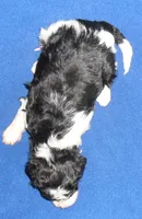 Snoopy, a male Shihpoo for sale in Butler, OH – 5 of 7