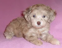 Winnie, a female Shihpoo for sale in Butler, OH – 6 of 6