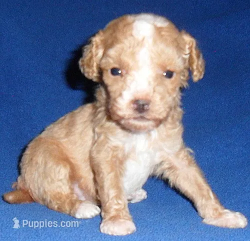 Peanut – Poodle - Miniature  puppy for sale in Butler, OH