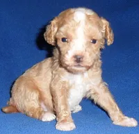 Peanut, a male Poodle - Miniature  for sale in Butler, OH – 1 of 4