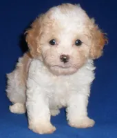 Milo, a male Shihpoo for sale in Butler, OH – 6 of 9