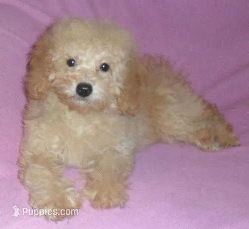 Lilly – Poodle - Miniature  puppy for sale in Butler, OH