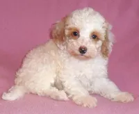 Lola, a female Poodle - Miniature  for sale in Butler, OH – 5 of 6