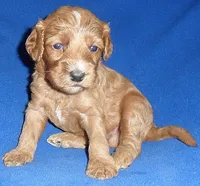 Reggie, a male Cockapoo for sale in Butler, OH – 4 of 9