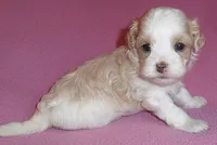 Pumpkin, a female Shihpoo for sale in Butler, OH – 5 of 10