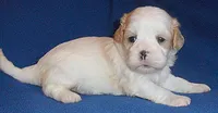 Ripley, a male Shihpoo for sale in Butler, OH – 7 of 9