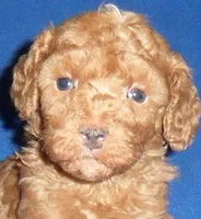Rusty, a male Poodle - Miniature  for sale in Butler, OH – 5 of 6