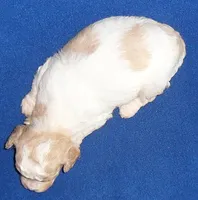 Milo, a male Shihpoo for sale in Butler, OH – 5 of 9