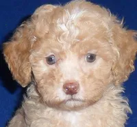 Baxter, a male Shihpoo for sale in Butler, OH – 2 of 6