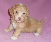 Lilly, a female Poodle - Miniature  for sale in Butler, OH – 3 of 6