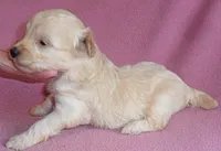 Gidget, a female Shihpoo for sale in Butler, OH – 3 of 6