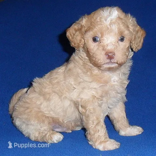 Baxter – Shihpoo puppy for sale in Butler, OH