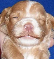 Charlie, a male Cockapoo for sale in Butler, OH – 2 of 7
