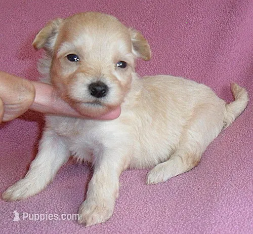 Gidget – Shihpoo puppy for sale in Butler, OH