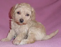 Daisy, a female Poodle - Miniature  for sale in Butler, OH – 2 of 6