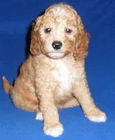 Teddy, a male Cockapoo for sale in Butler, OH – 8 of 8