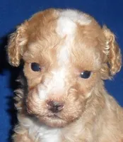 Peanut, a male Poodle - Miniature  for sale in Butler, OH – 4 of 4