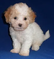 Milo, a male Shihpoo for sale in Butler, OH – 3 of 9