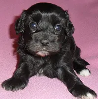 Cinders, a female Shihpoo for sale in Butler, OH – 3 of 8