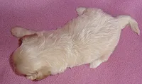 Gidget, a female Shihpoo for sale in Butler, OH – 5 of 6