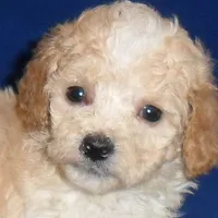 processed/674b0433-0dcd-4d03-af26-0ba9caa3d794/listing/856327ff-33bf-4a1a-94c1-ccb90df0da8e/a1abf18b-f2cf-474d-9a29-5135fddeccb0