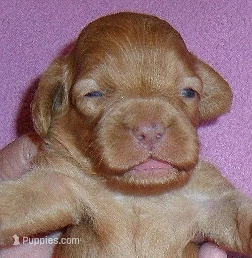 Millie – Cockapoo puppy for sale in Butler, OH