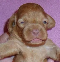 Millie, a female Cockapoo for sale in Butler, OH – Photo 1 of 4