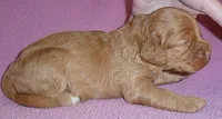 Millie, a female Cockapoo for sale in Butler, OH – Photo 3 of 4