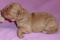 Millie, a female Cockapoo for sale in Butler, OH – Photo 4 of 4