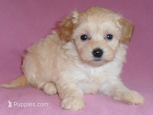 Gidget – Shihpoo puppy for sale in Butler, OH