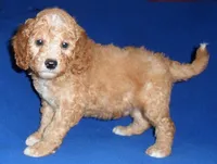 Teddy, a male Cockapoo for sale in Butler, OH – 5 of 8