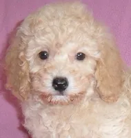 Lilly, a female Poodle - Miniature  for sale in Butler, OH – 3 of 6