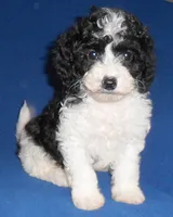Snoopy, a male Shihpoo for sale in Butler, OH – 4 of 7