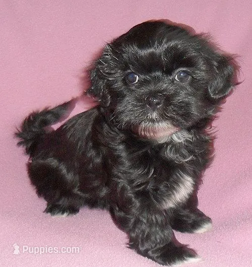 Molly – Shihpoo puppy for sale in Butler, OH