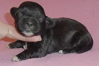 Molly, a female Shihpoo for sale in Butler, OH – Photo 1 of 5