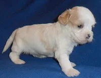Ripley, a male Shihpoo for sale in Butler, OH – 9 of 9