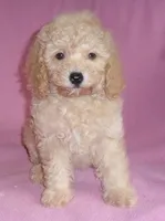 Lilly, a female Poodle - Miniature  for sale in Butler, OH – 4 of 6