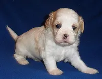 Ripley, a male Shihpoo for sale in Butler, OH – 3 of 9